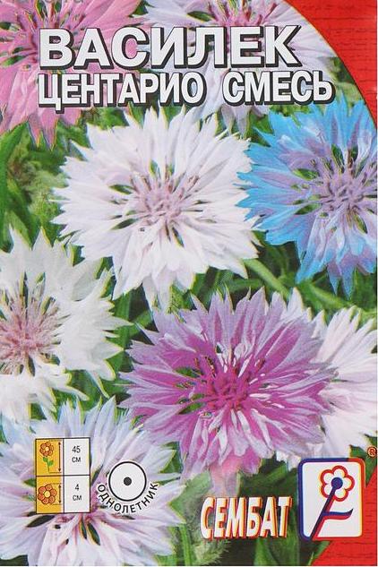 Василек алексин. Василек Центарио смесь. Василёк Вайт бол. Василек махровый холодок.