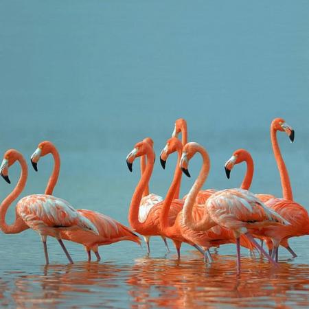 Штора д/ванной BRIMIX фотопечать розовый фламинго