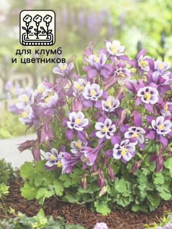Семена Аквилегия "Алтайский гигант", ц/п, 0,05 г 