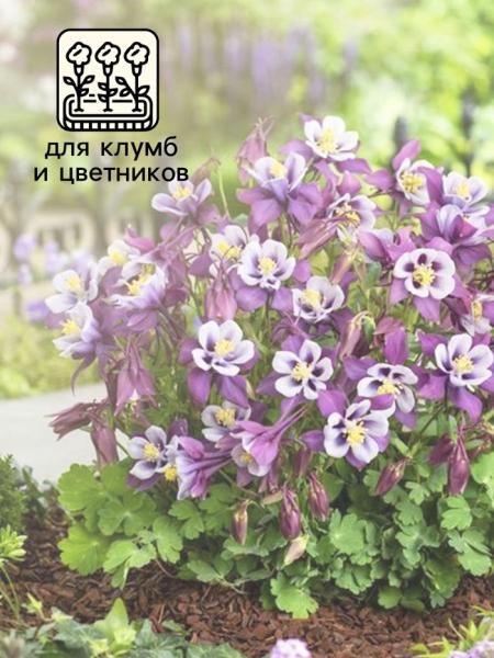 Семена Аквилегия "Алтайский гигант", ц/п, 0,05 г 